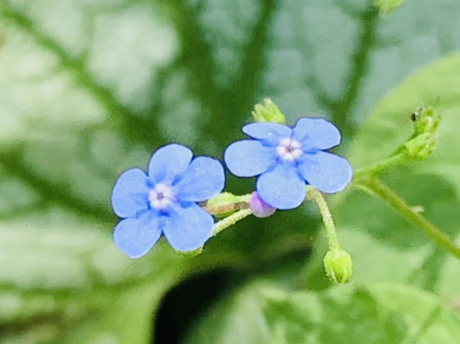 IMG_1363.jpg?type=w966