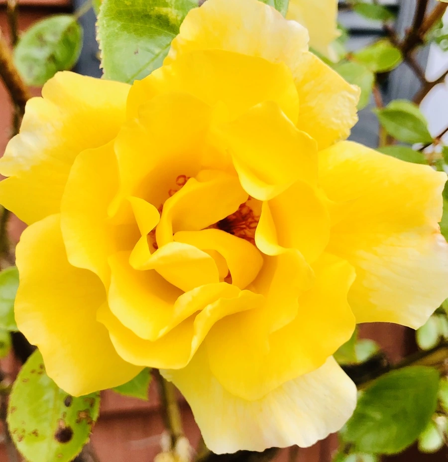 IMG_7570.jpg?type=w966