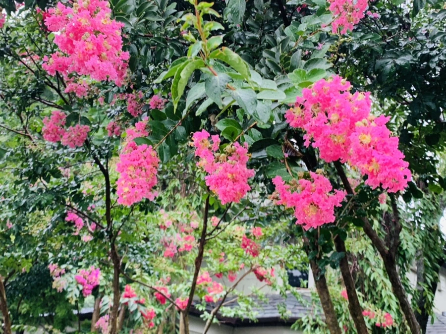 IMG_3797.jpg?type=w966