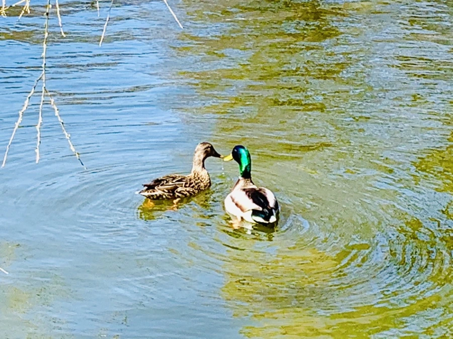 IMG_3102.jpg?type=w966