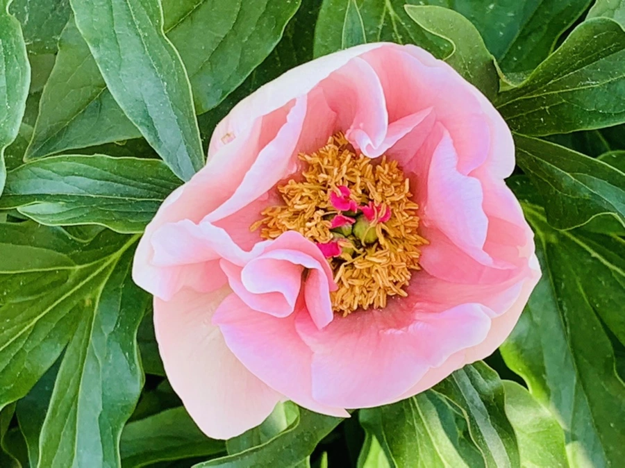 IMG_3992.jpg?type=w966