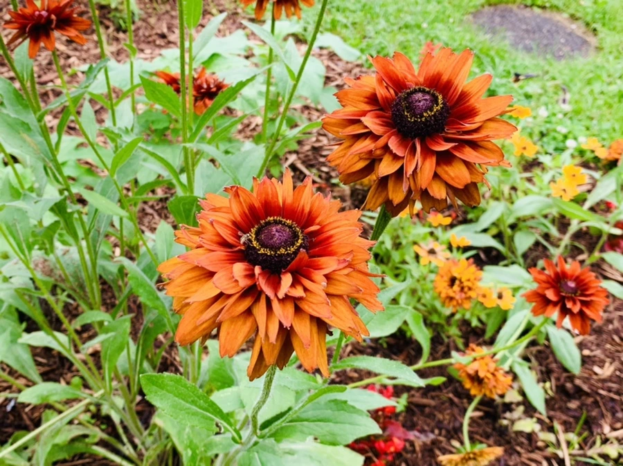 IMG_0395.jpg?type=w966