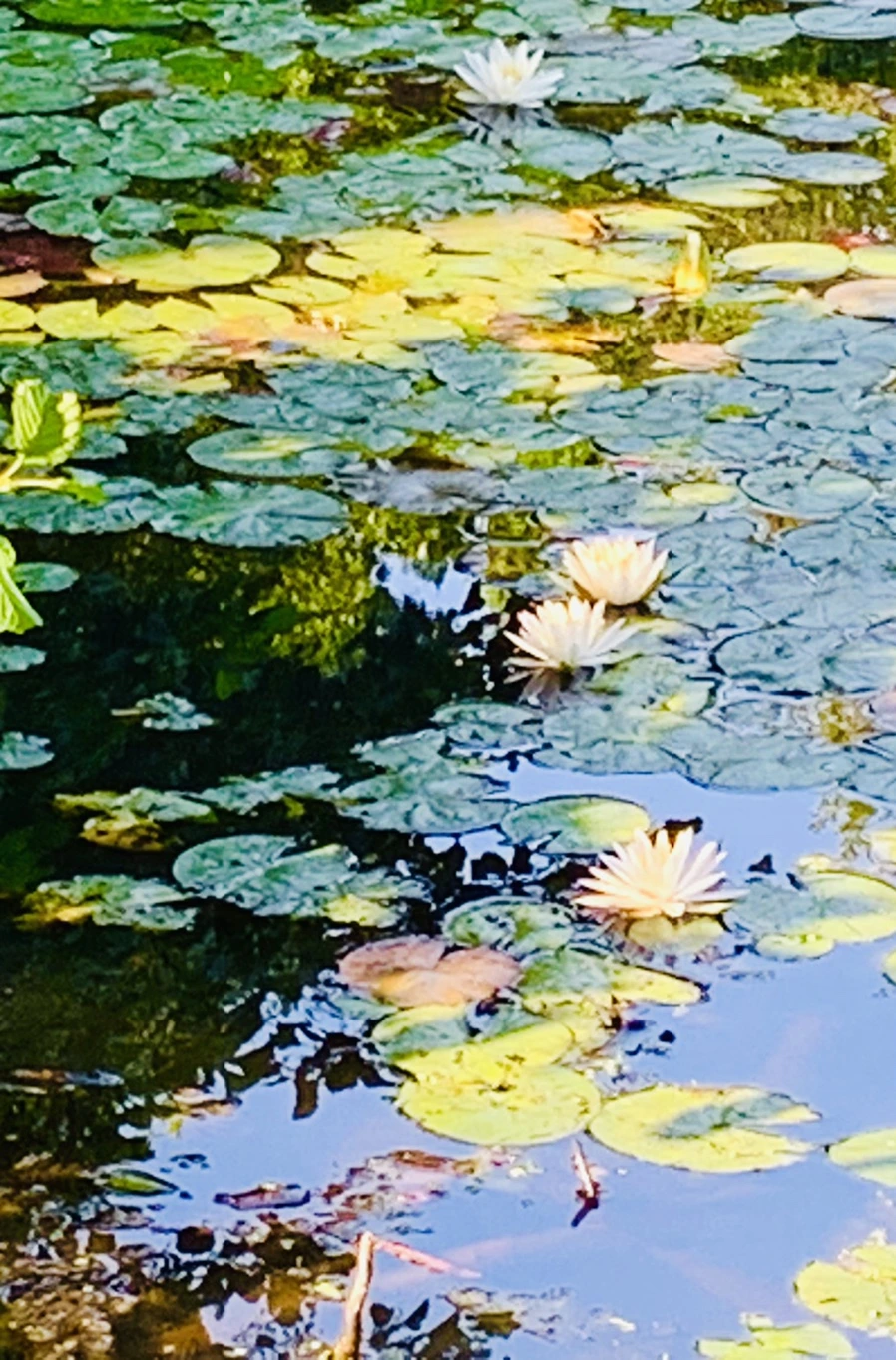 IMG_1896.jpg?type=w966