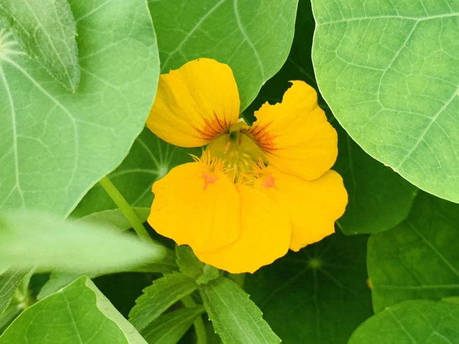 IMG_2653.jpg?type=w966