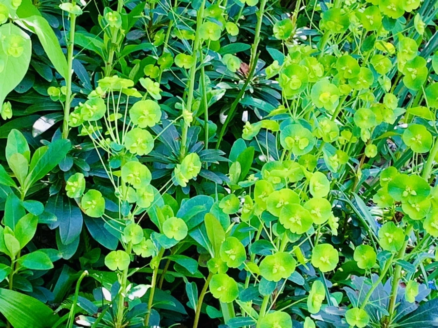 IMG_5771.jpg?type=w966