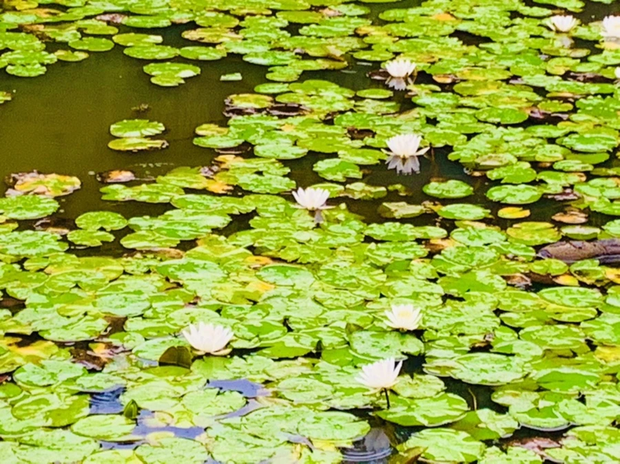 IMG_8360.jpg?type=w966