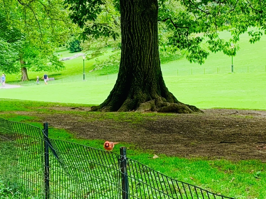 IMG_9926.jpg?type=w966