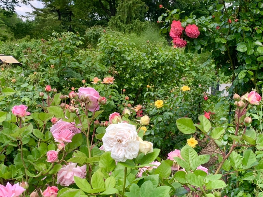 IMG_5810.jpg?type=w966