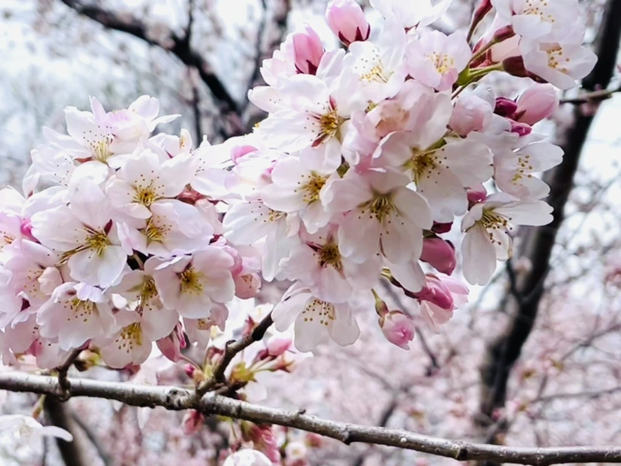 IMG_8188.jpg?type=w966