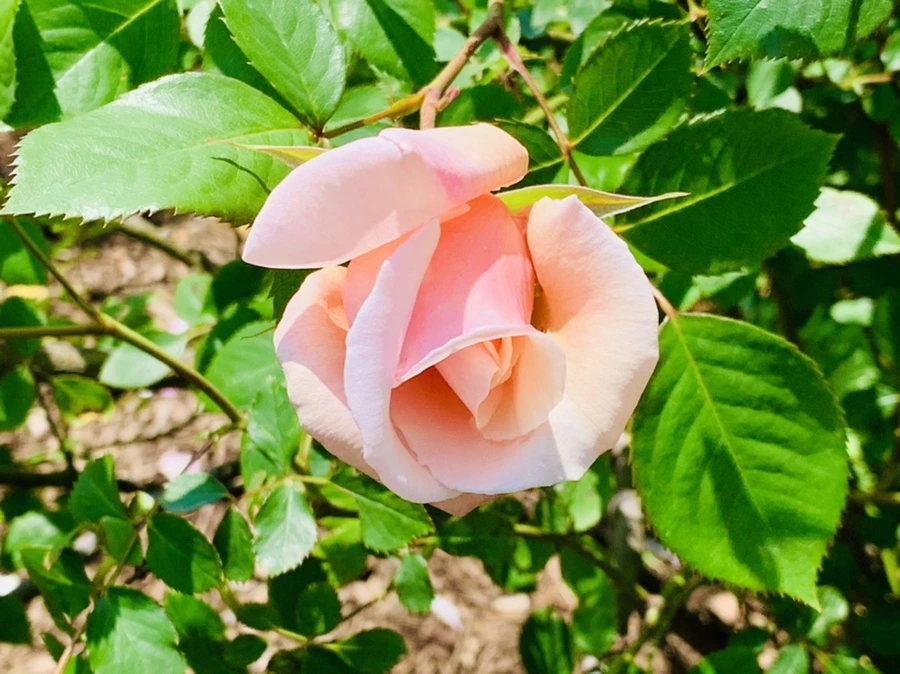 IMG_4284.jpg?type=w966