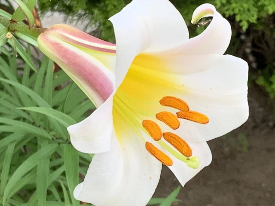 IMG_5913.jpg?type=w966