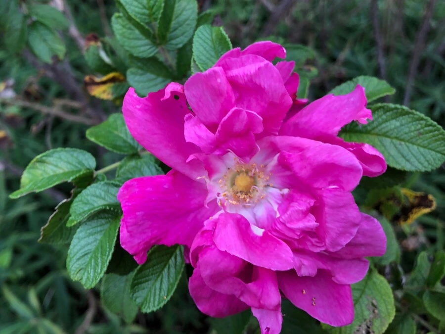 IMG_5914.jpg?type=w966