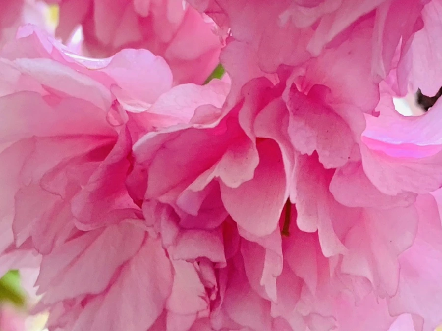 IMG_7172.jpg?type=w966