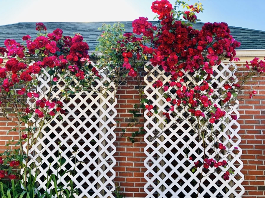 IMG_8425.jpg?type=w966