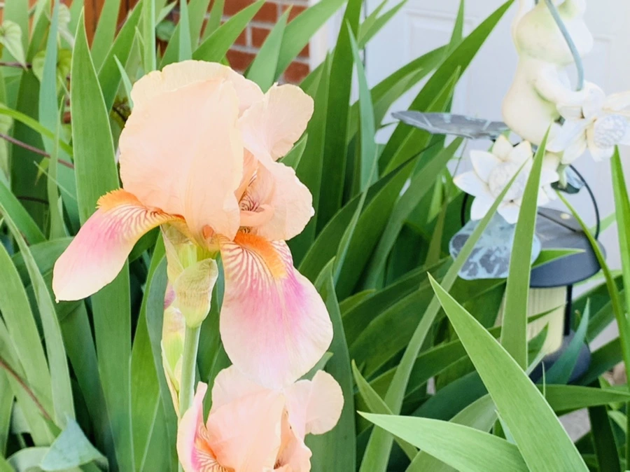 IMG_3353.jpg?type=w966