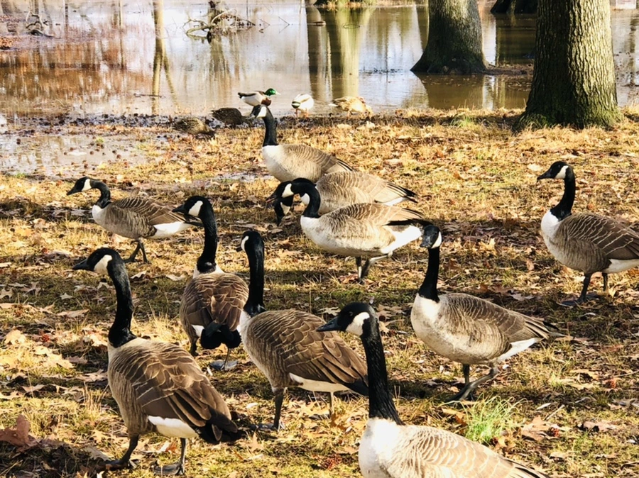 IMG_3565.jpg?type=w966