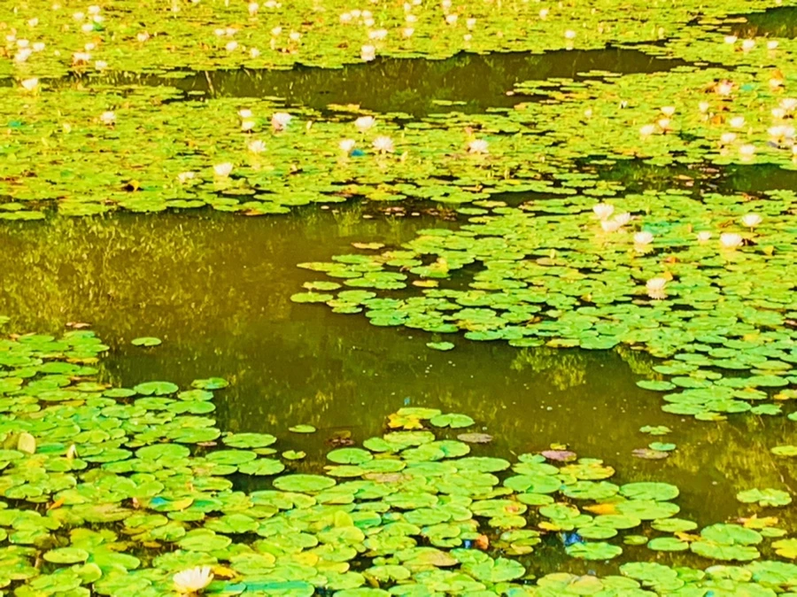 IMG_1082.jpg?type=w966