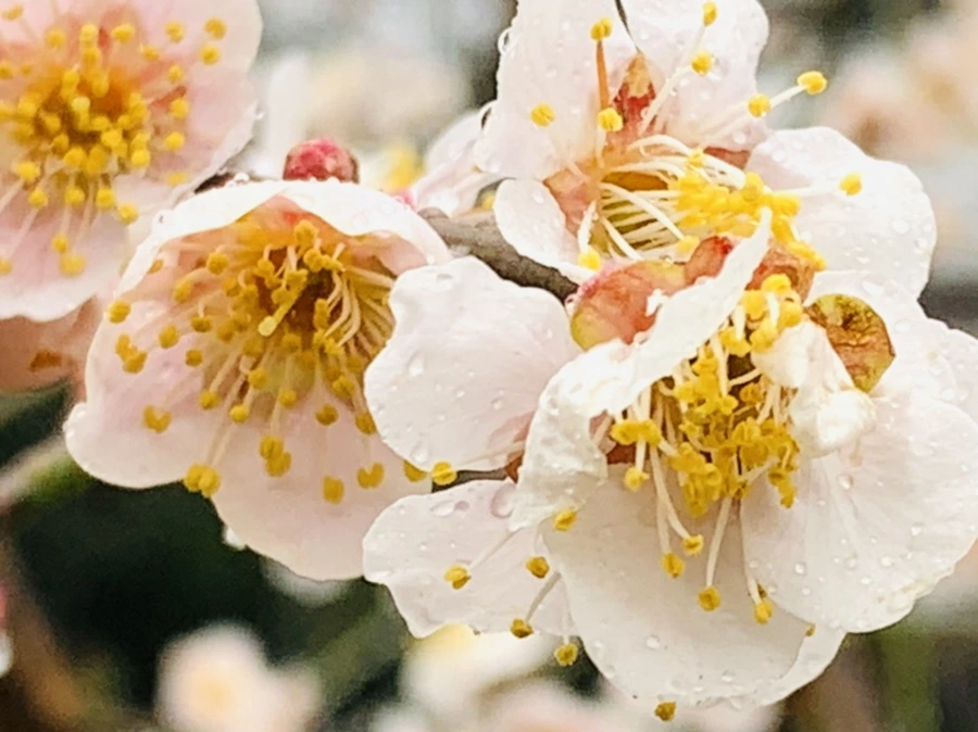 IMG_1792.jpg?type=w966