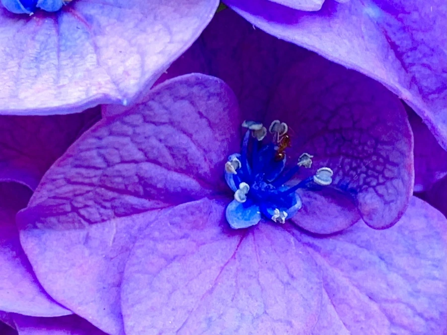 IMG_8770.jpg?type=w966