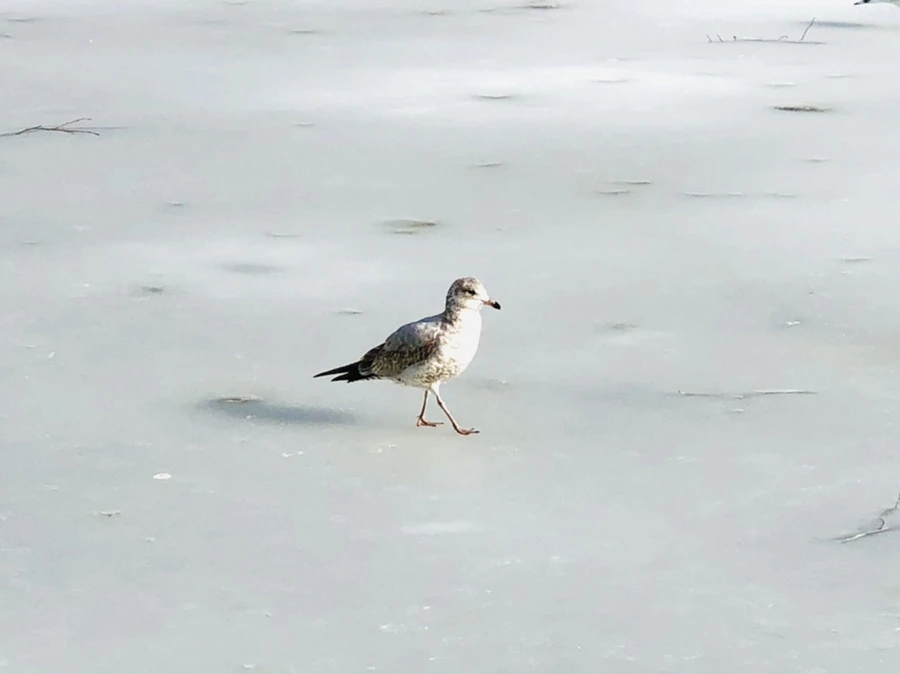 IMG_0153.jpg?type=w966