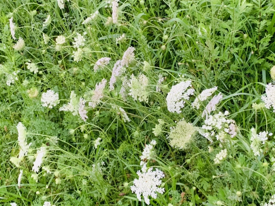 IMG_0765.jpg?type=w966