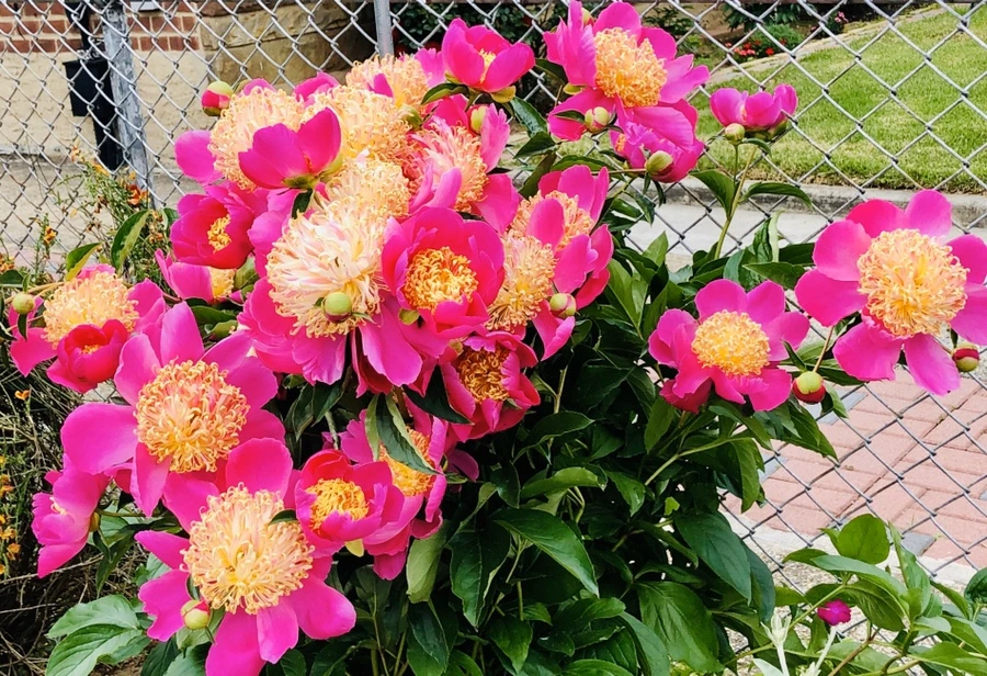 IMG_7932.jpg?type=w966