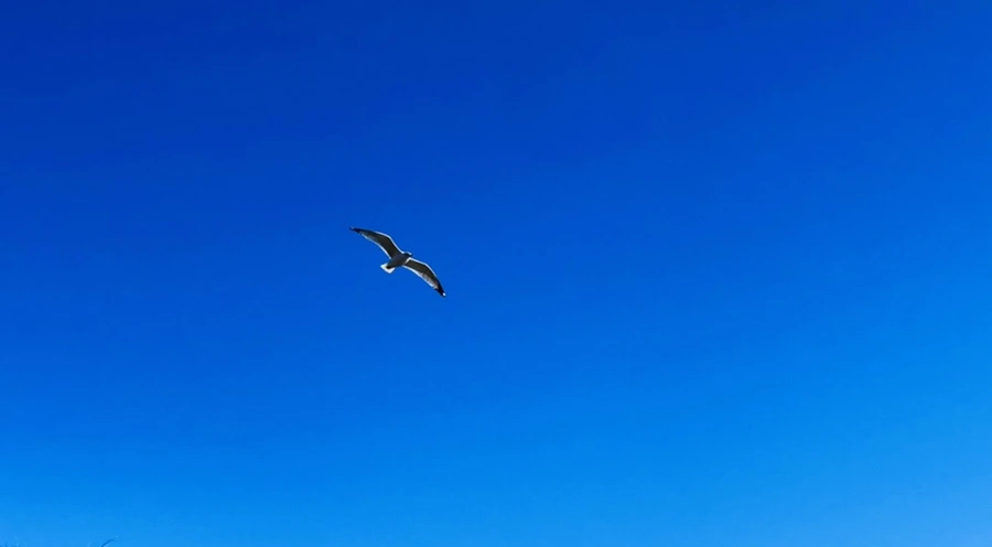 IMG_7816.jpg?type=w966