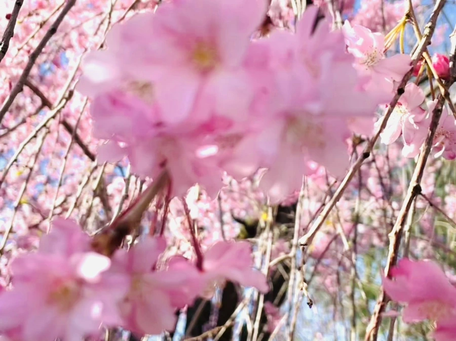 IMG_0516.jpg?type=w966