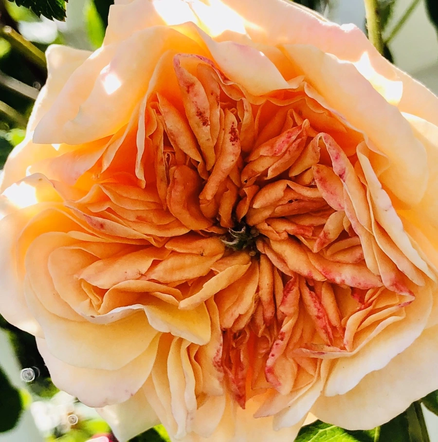 IMG_7638.jpg?type=w966