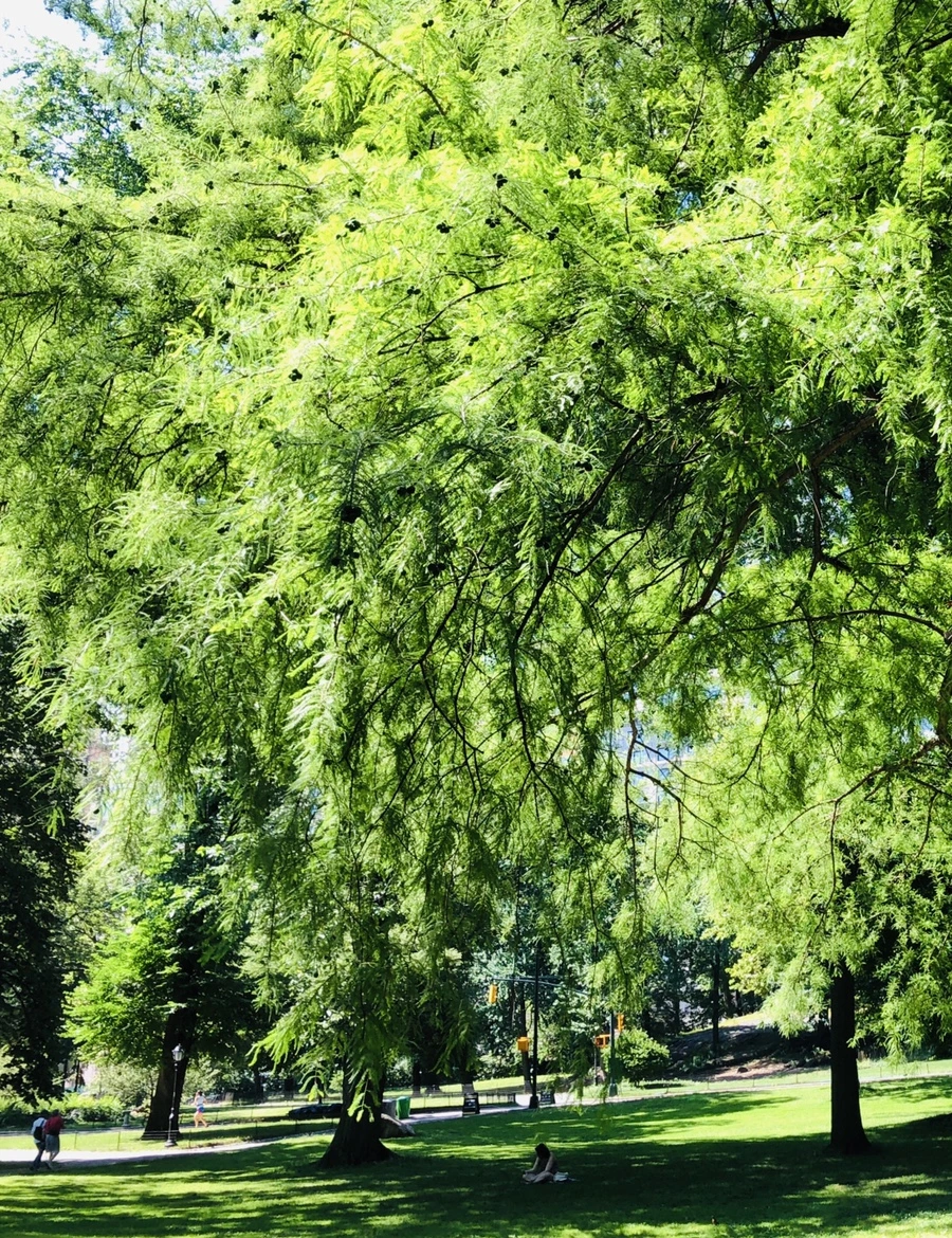 IMG_1083.jpg?type=w966