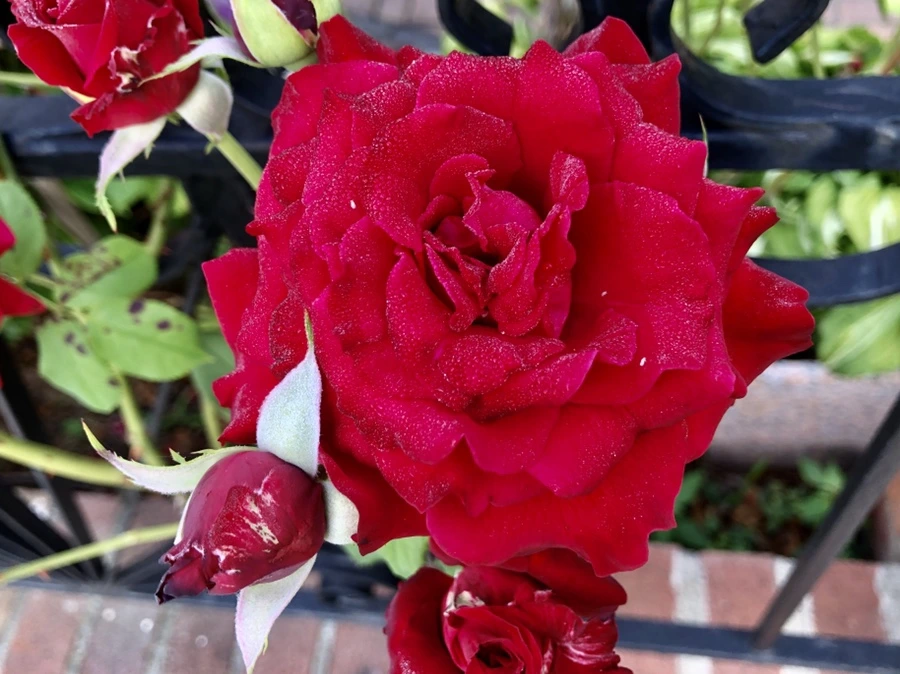 IMG_3450.jpg?type=w966