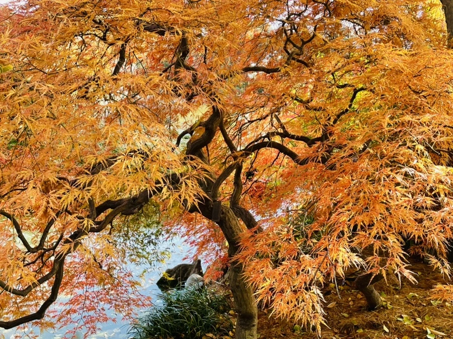 IMG_3101.jpg?type=w966