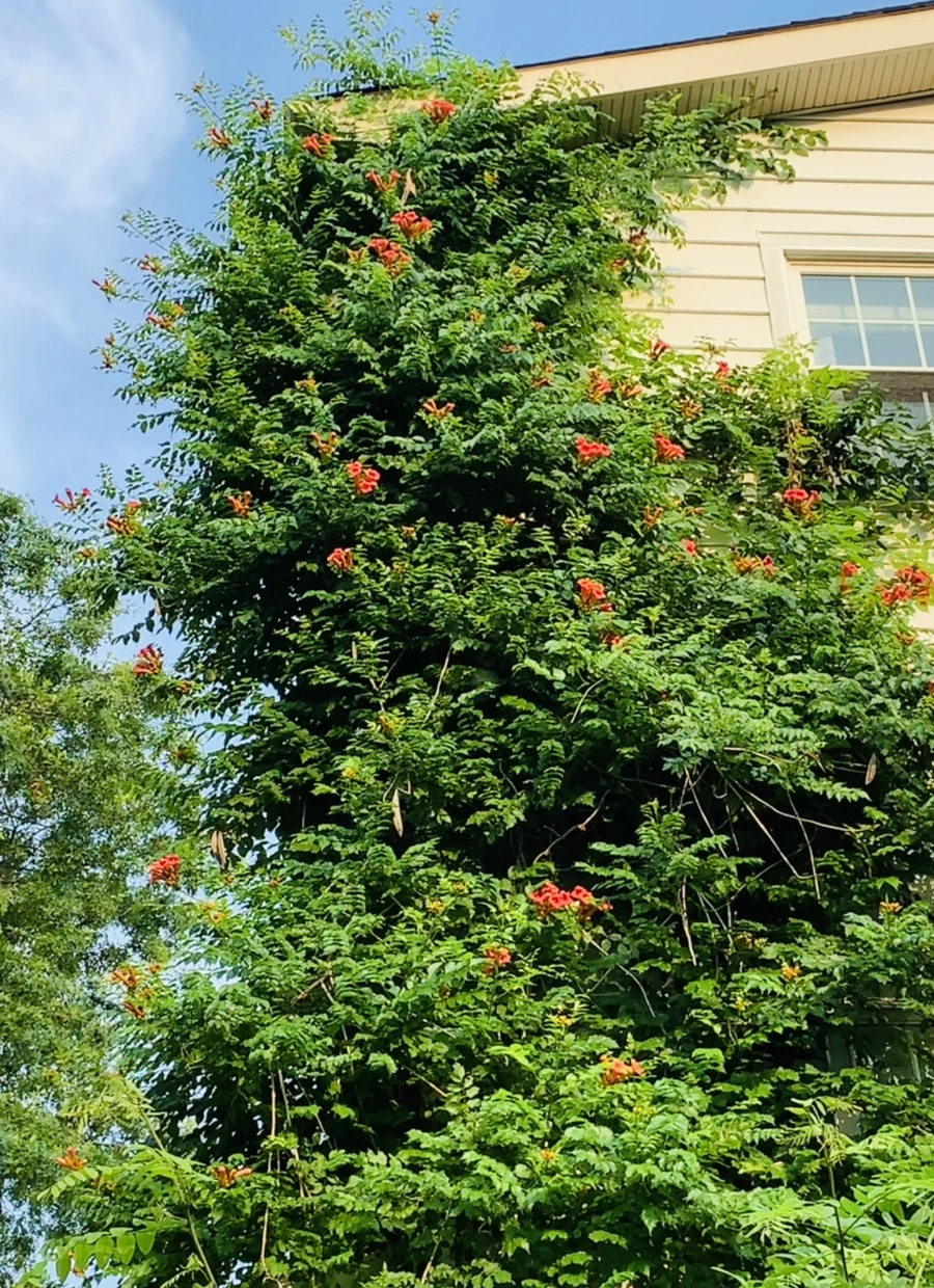 IMG_5015.jpg?type=w966