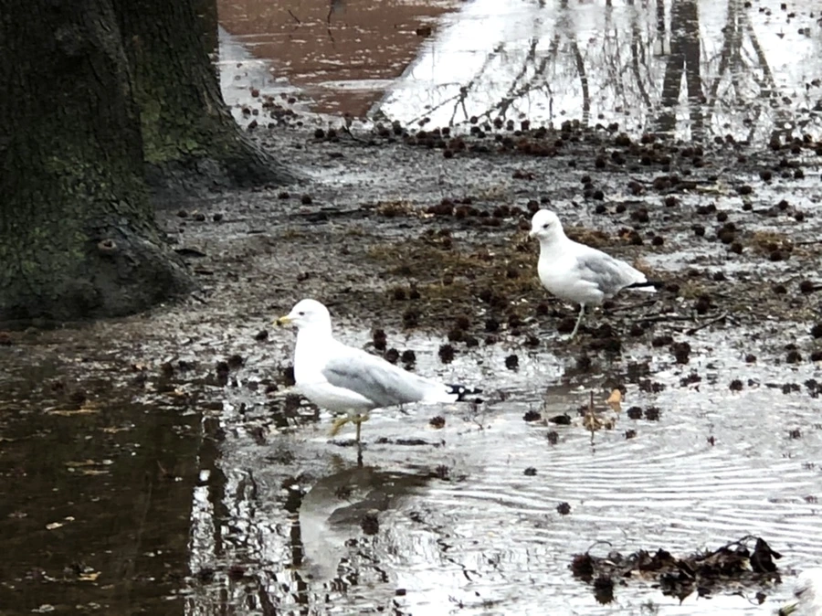 IMG_5700.jpg?type=w966