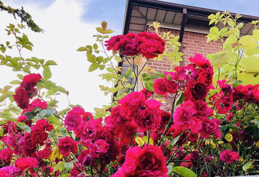 IMG_8718.jpg?type=w966