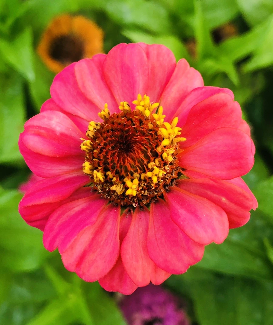 IMG_3626.jpg?type=w966