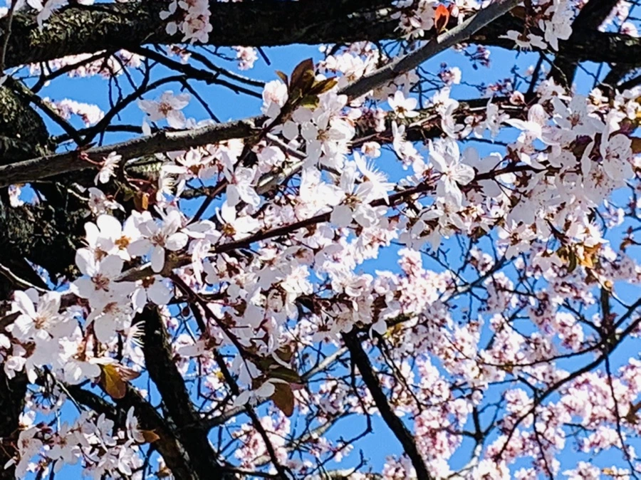 IMG_7938.jpg?type=w966