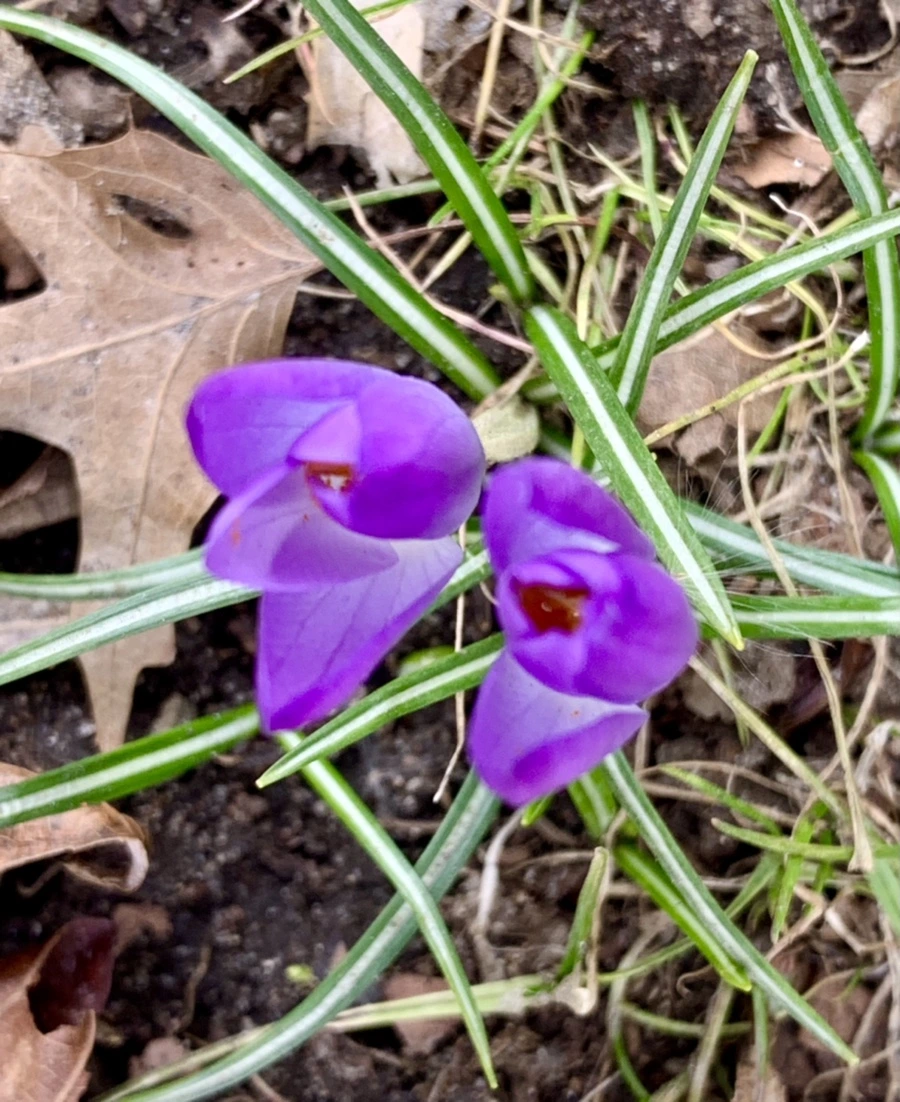 IMG_7074.jpg?type=w966