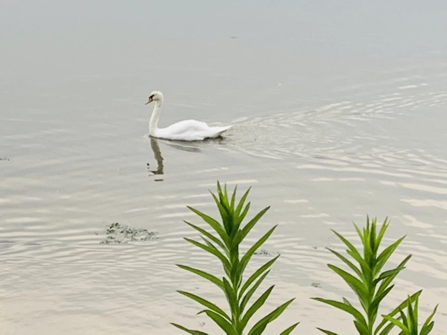 IMG_6410.jpg?type=w966