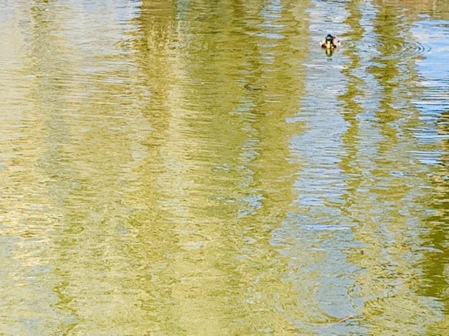 IMG_3086.jpg?type=w966