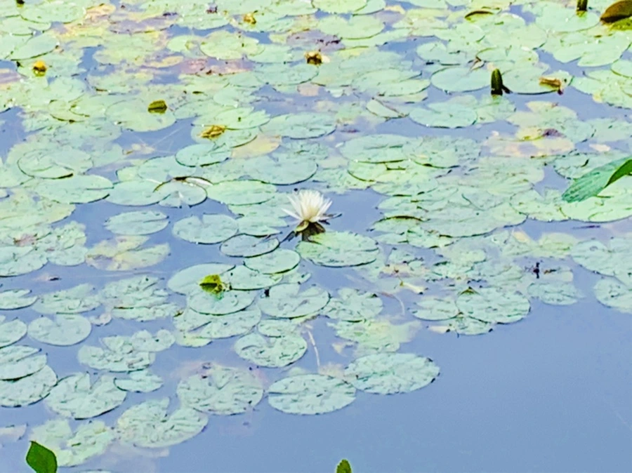 IMG_9161.jpg?type=w966