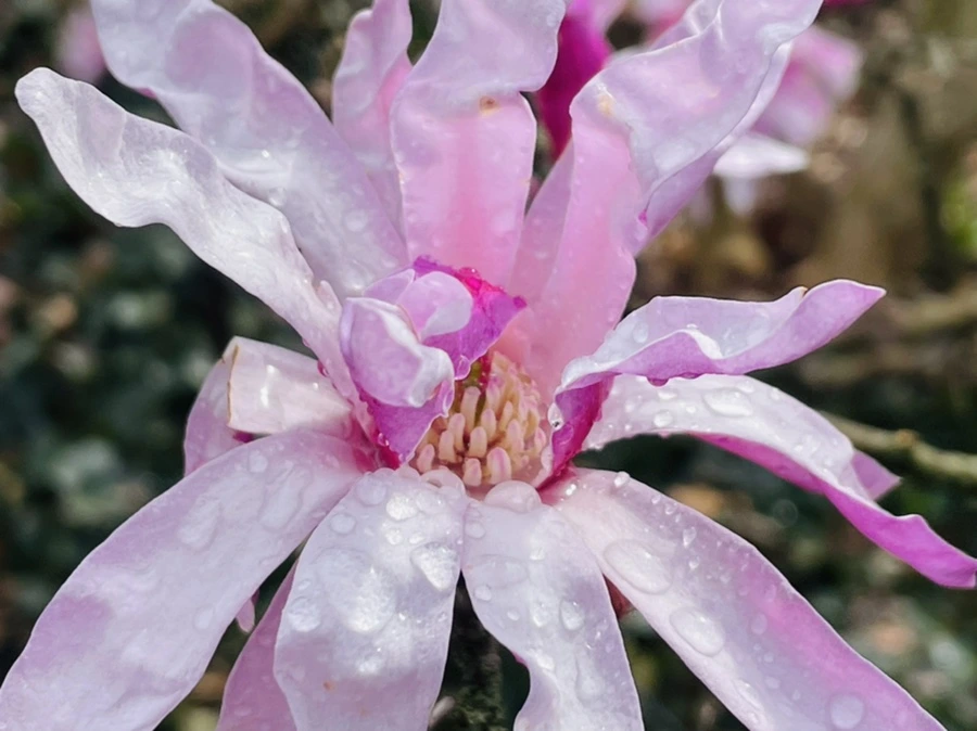 IMG_7437.jpg?type=w966