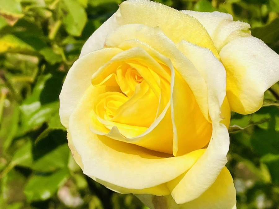 IMG_0952.jpg?type=w966