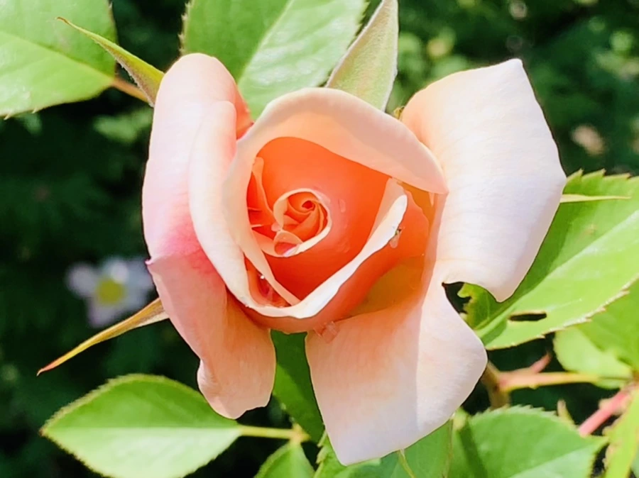 IMG_4286.jpg?type=w966