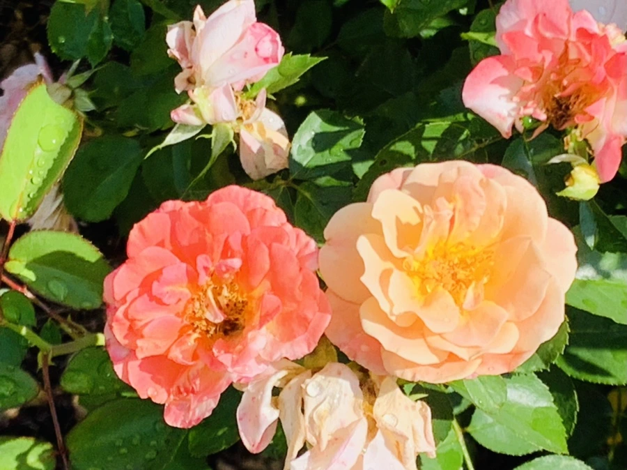 IMG_8453.jpg?type=w966