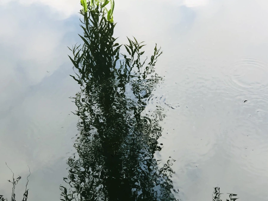 IMG_3084.jpg?type=w966