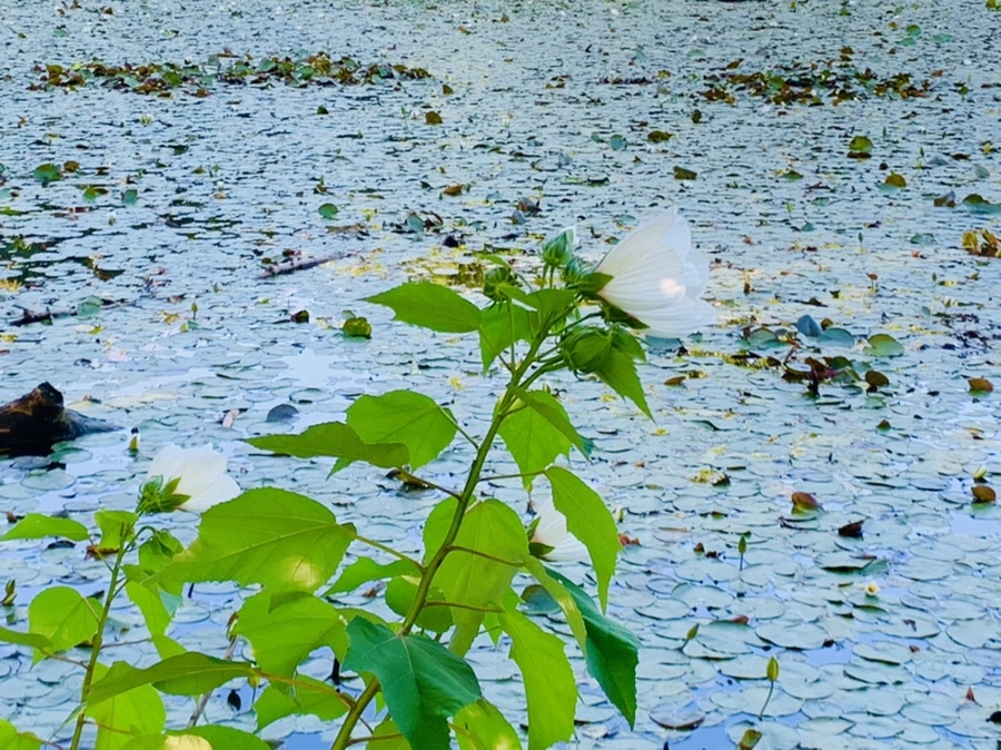 IMG_4242.jpg?type=w966