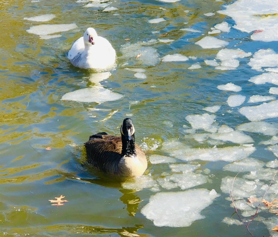 IMG_5295.jpg?type=w966