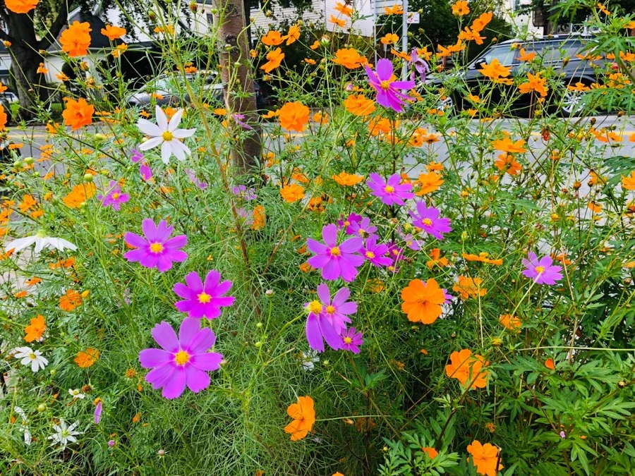 IMG_6753.jpg?type=w966