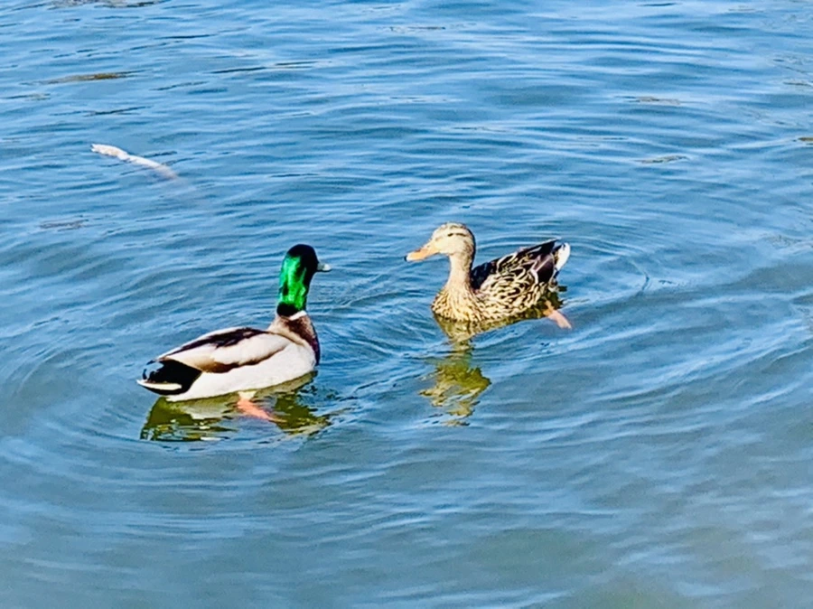 IMG_9971.jpg?type=w966